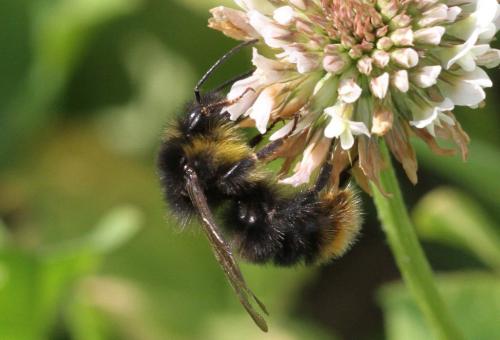 Bombus soroeensis proteus